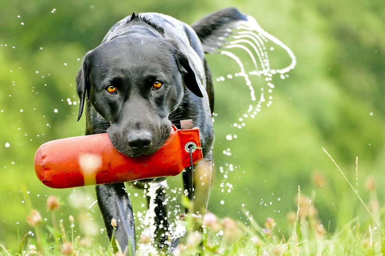 Veranstaltung: Dummytraining für Deinen Hund